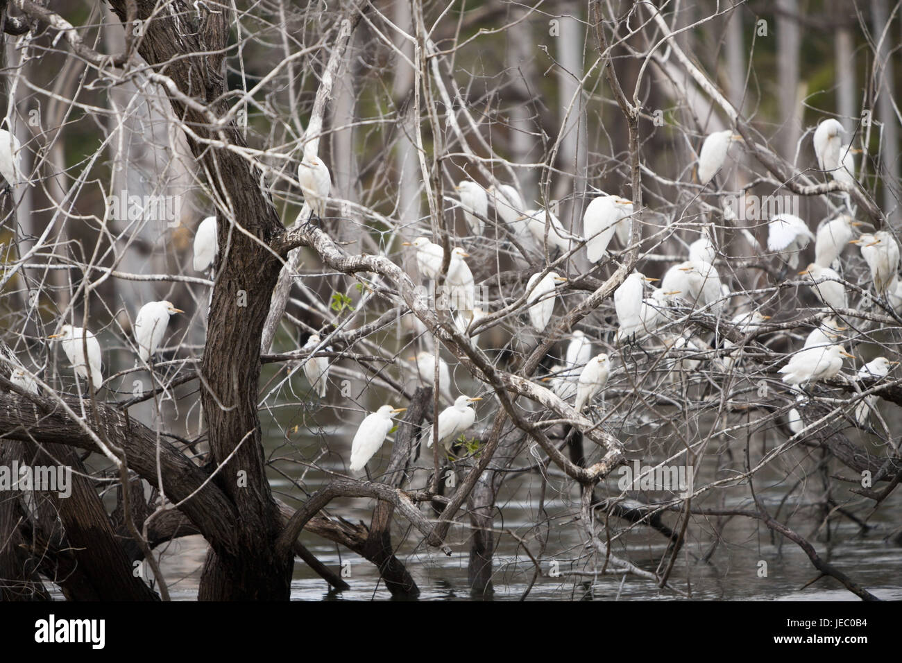 Vogel Kolonie in der Lago Enriquillo, Nationalpark Isla Cabritos, der Dominikanischen Republik, Stockfoto