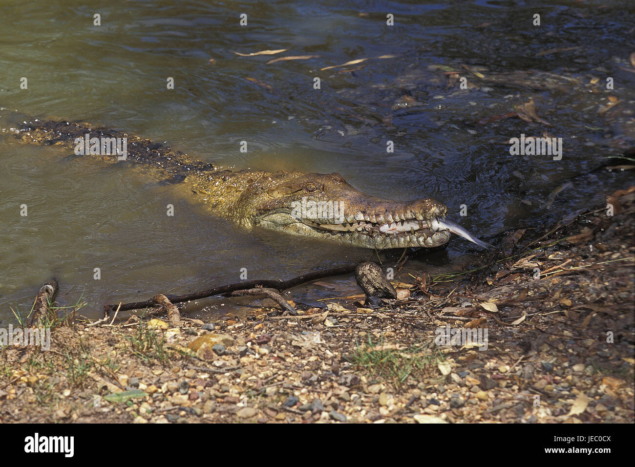 Australien-Krokodil, Crocodylus Johnstoni, erwachsenes Tier, Essen, Fisch, Australien, Stockfoto