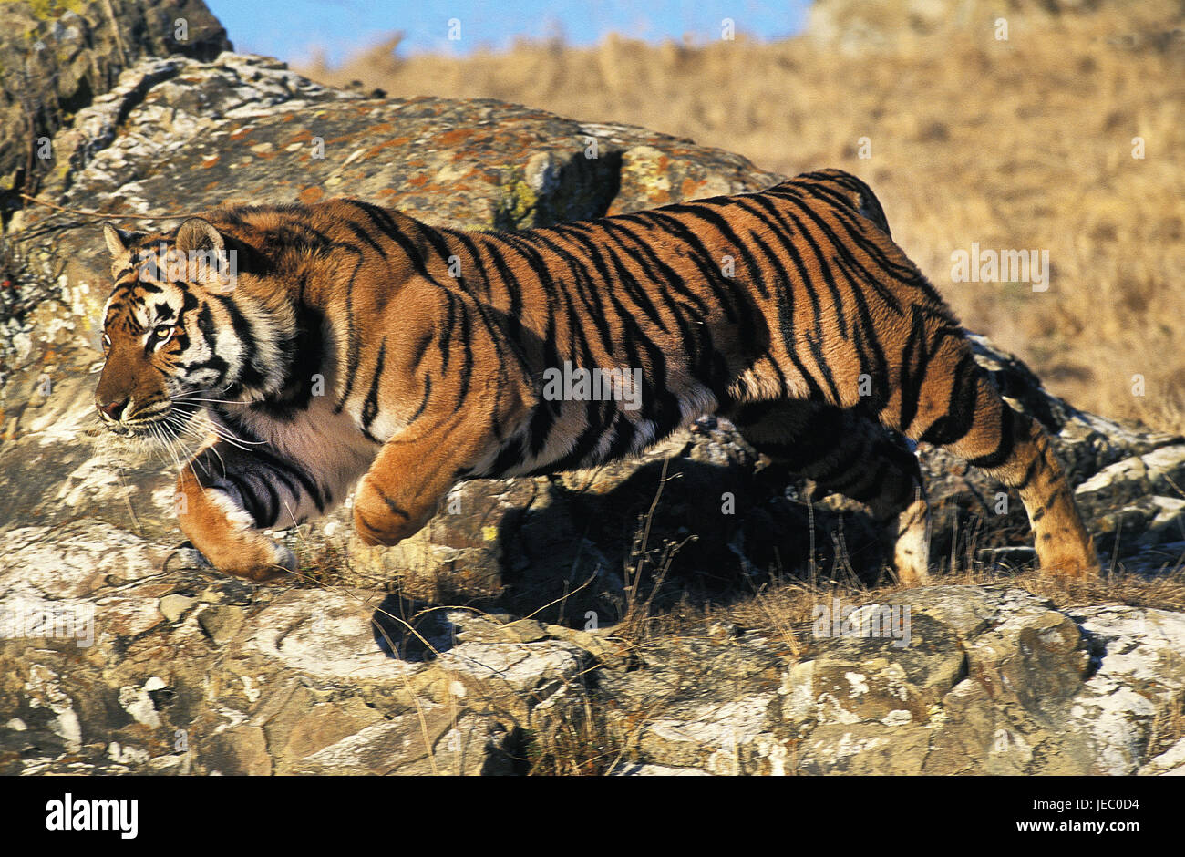 Bengalische Tiger, Panthera Tigris Tigris, erwachsenes Tier, Sprung, Felsen, Stockfoto