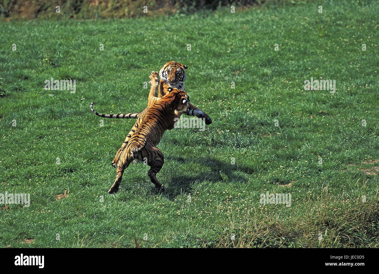 Bengalische Tiger, Panthera Tigris Tigris, ausgewachsene Tiere, Kampf, Stockfoto