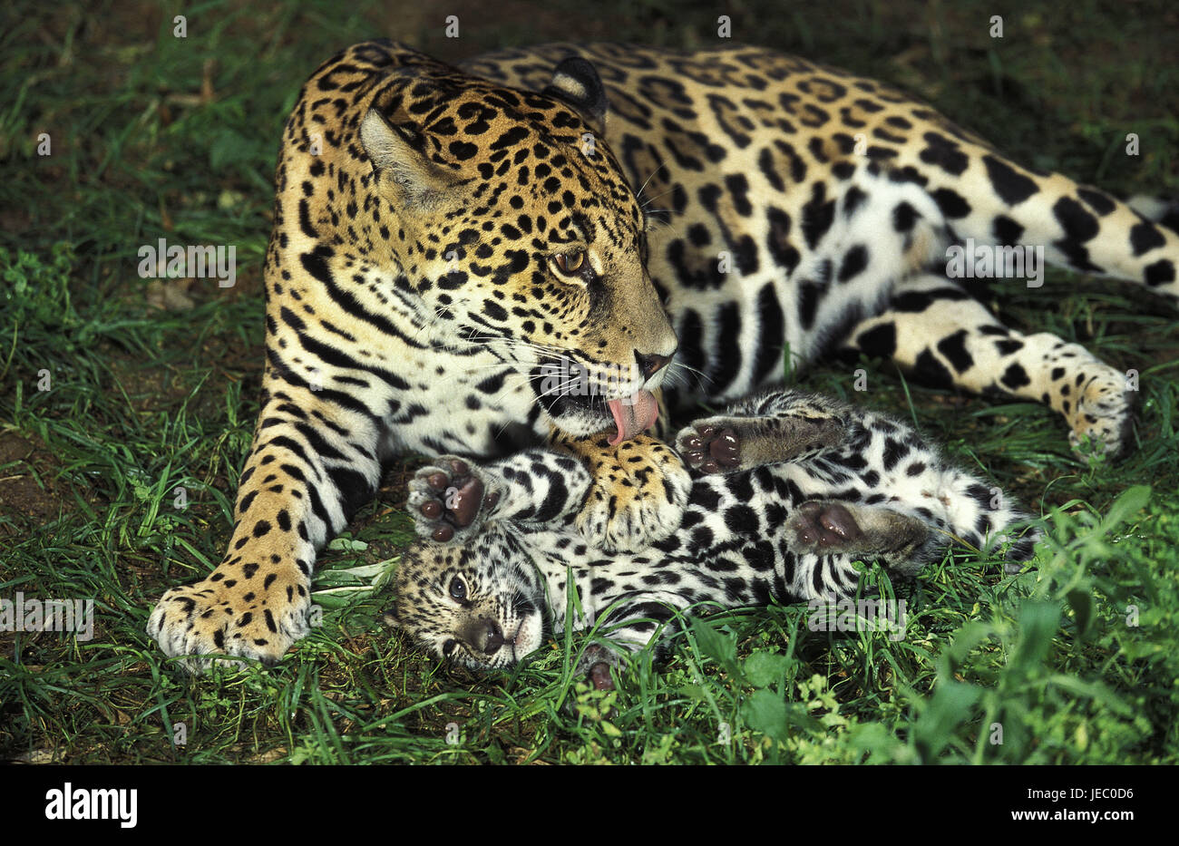Jaguar, Panthera Onca, Weibchen, Jungtier, Leck, Stockfoto