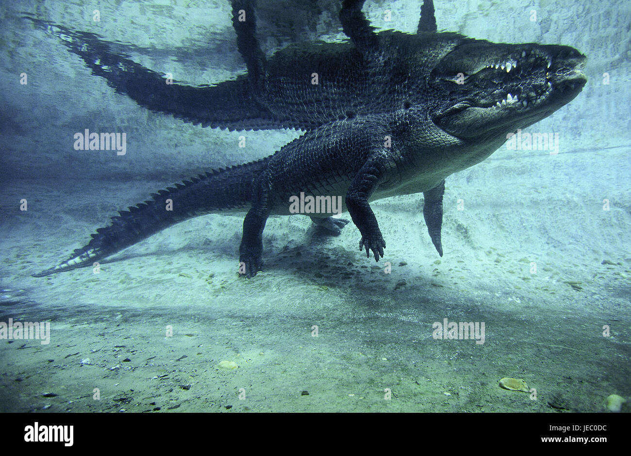 Krokodil, Crocodylus Porosus, auch Salzwasserkrokodil, Saltie, erwachsenes Tier, stehen, Wasser, Australien, Stockfoto