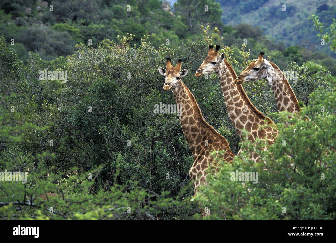 Uganda-Giraffen, Giraffa Plancius Rothschildi, Baringogiraffe, Bäume, Stockfoto