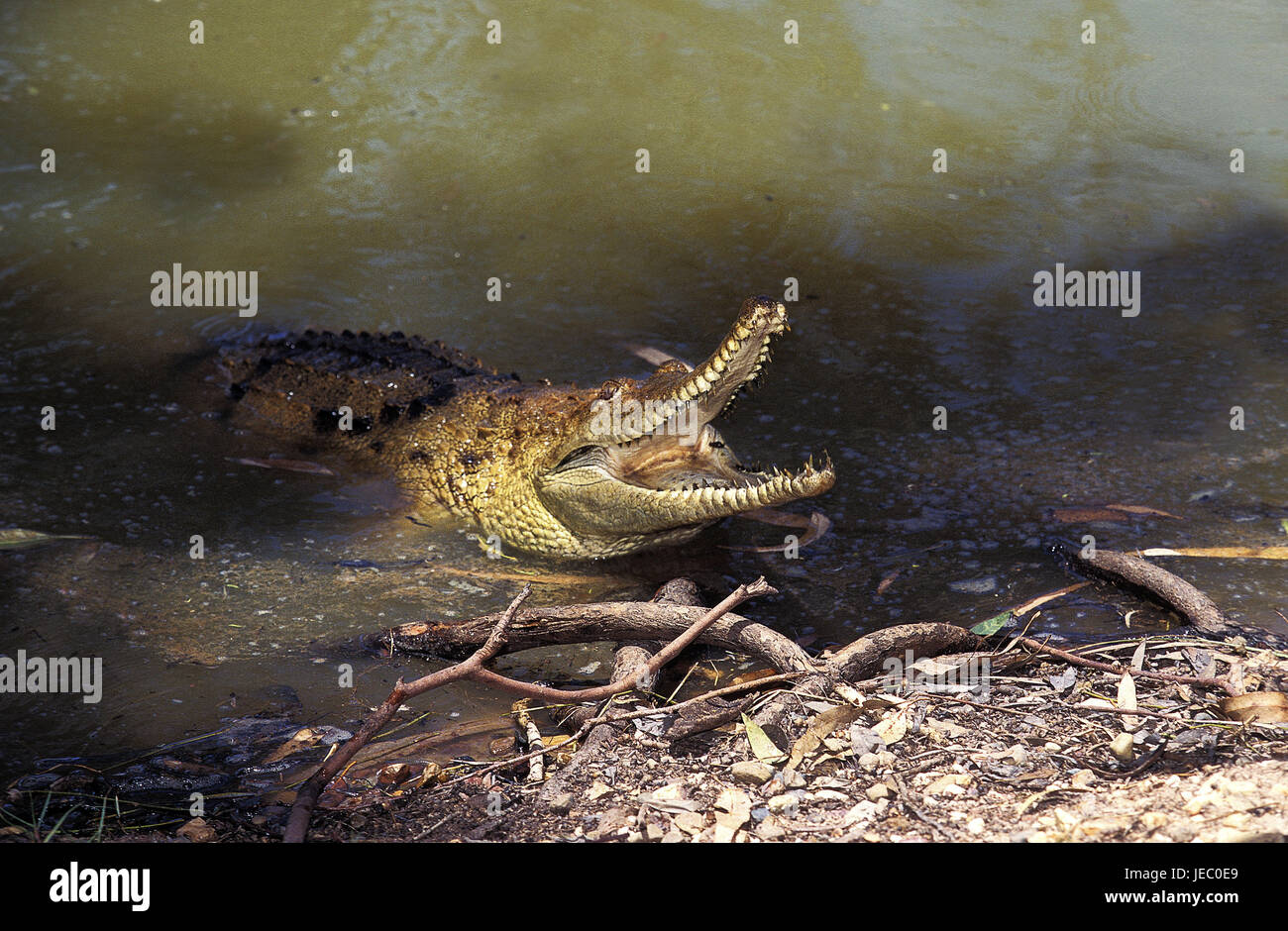 Australien-Krokodil, Crocodylus Johnstoni, erwachsenen Tier, offener Mund, Abwehr, Australien Stockfoto