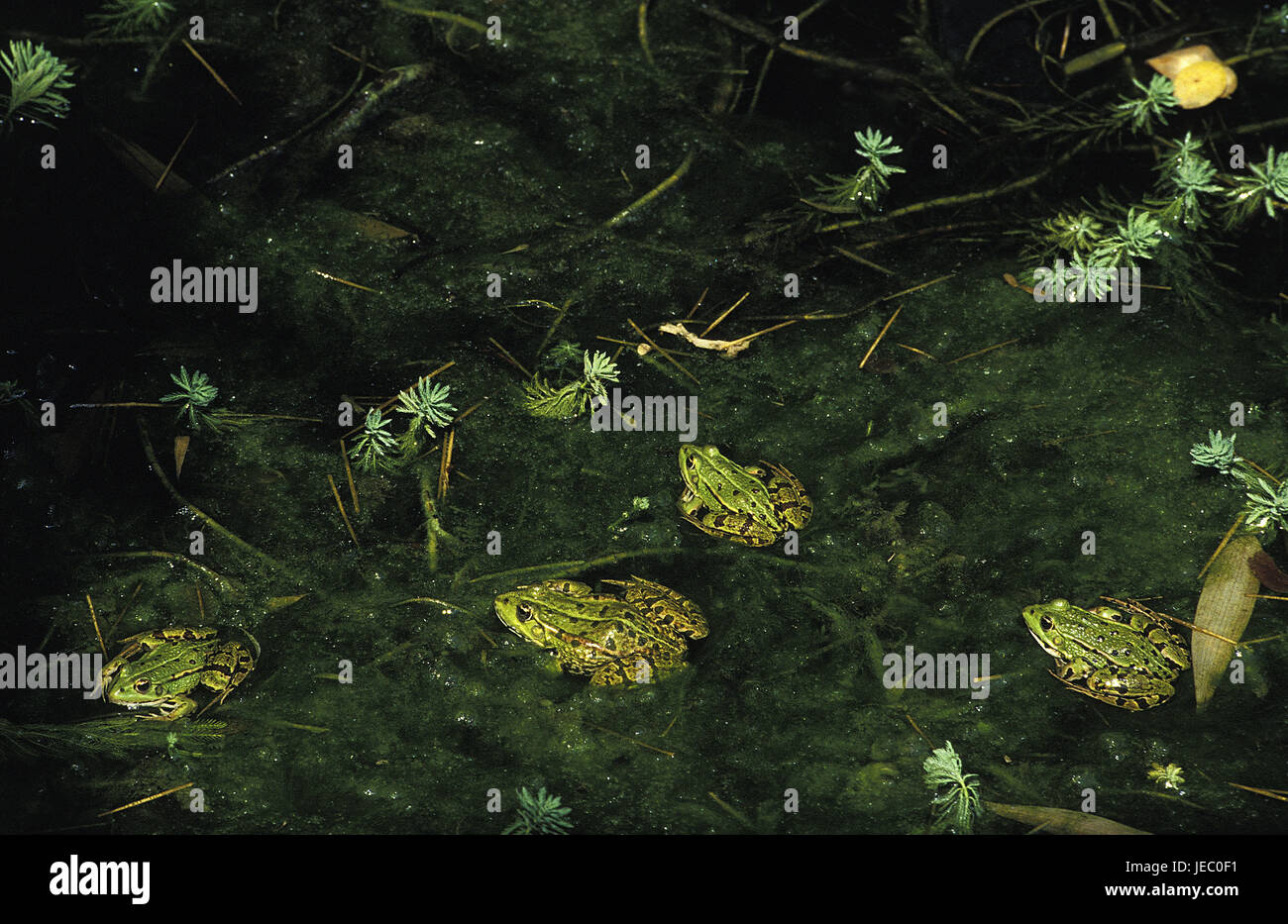 Teich Frösche, Rana Esculenta, auch Wasser Frosch, ausgewachsene Tiere, Teich, Stockfoto