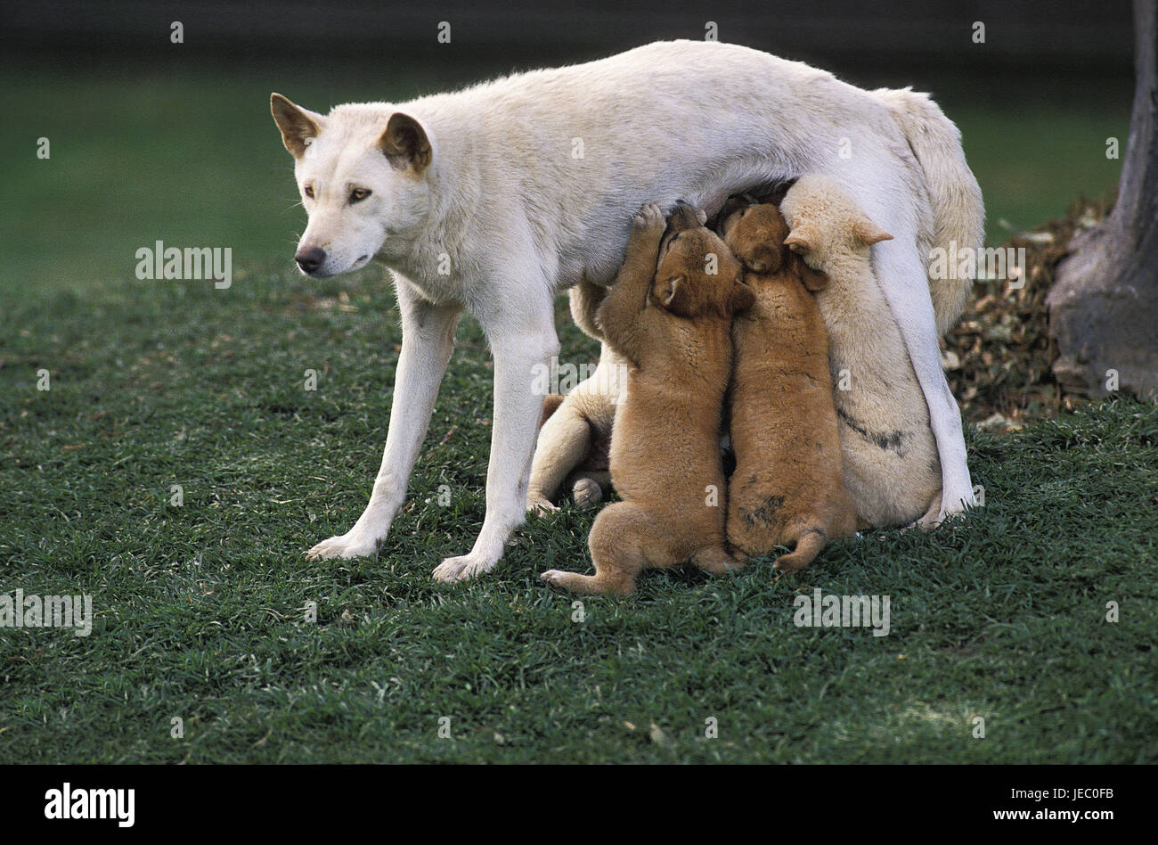 Dingo, Canis Familiaris Dingo, Weiblich, junge Tiere, Krankenschwester, Australien, Stockfoto
