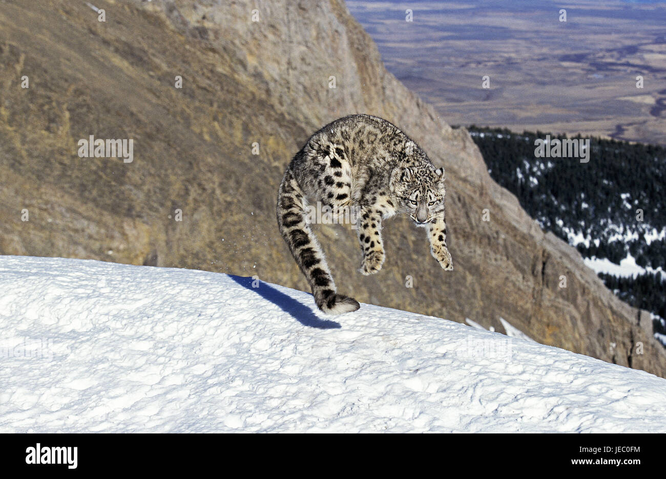 Schneeleopard oder Irbis, Panthera Uncia, erwachsenes Tier, Jump, Schnee, Stockfoto