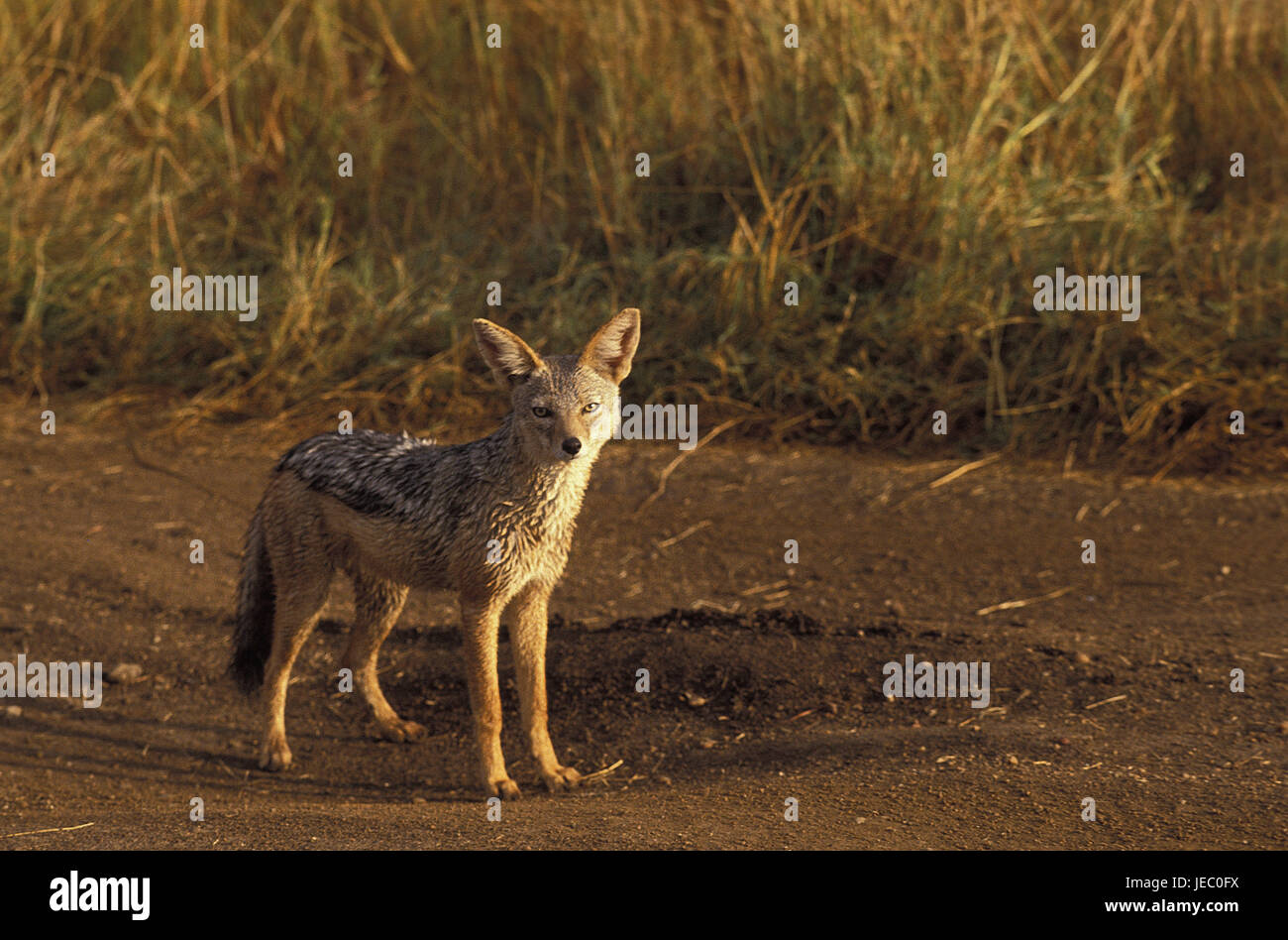 Schabrackenschakal, Canis Mesomelas, erwachsenes Tier, Weg, Stand, Masai Mara Park, Kenia, Stockfoto