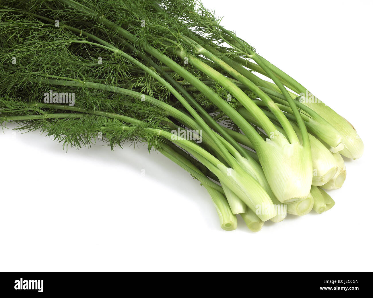 Fenchel, Foeniculum Vulgare, Gemüse, weißer Hintergrund, Stockfoto