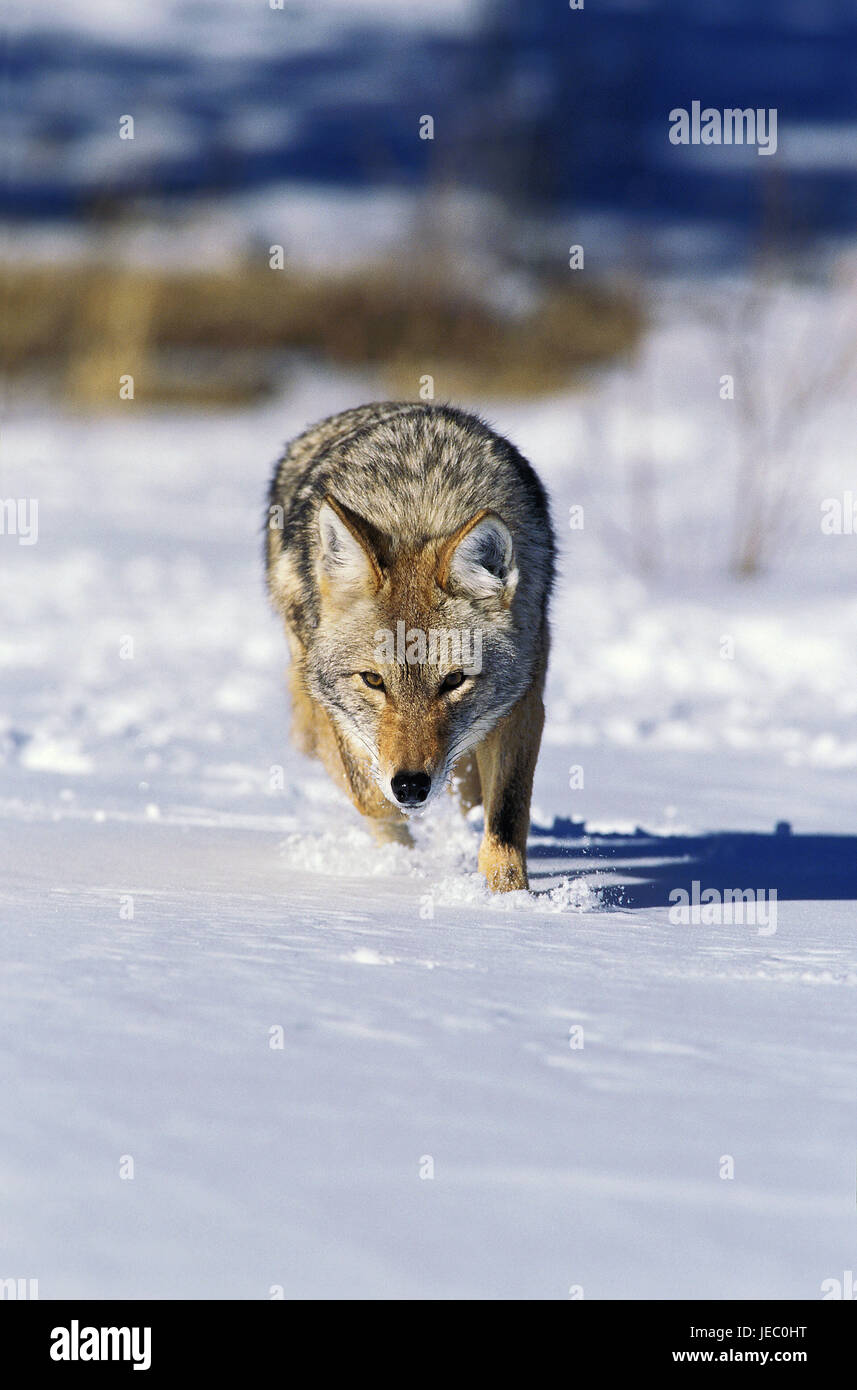 Coyote, Canis Latrans, nordamerikanischer Präriewolf, erwachsenes Tier, Schnee, Montana, Stockfoto