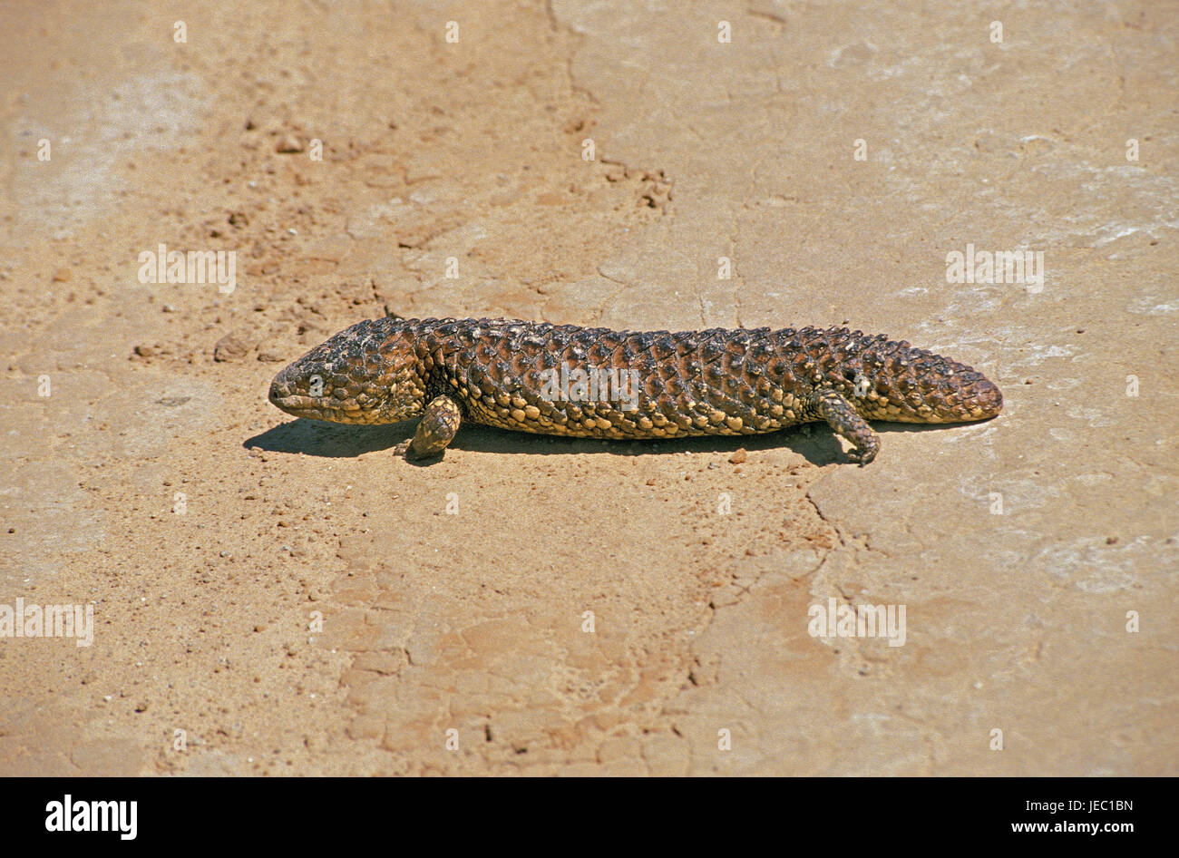 Blauzungenskinke Tiliqua Rugosa, Stockfoto