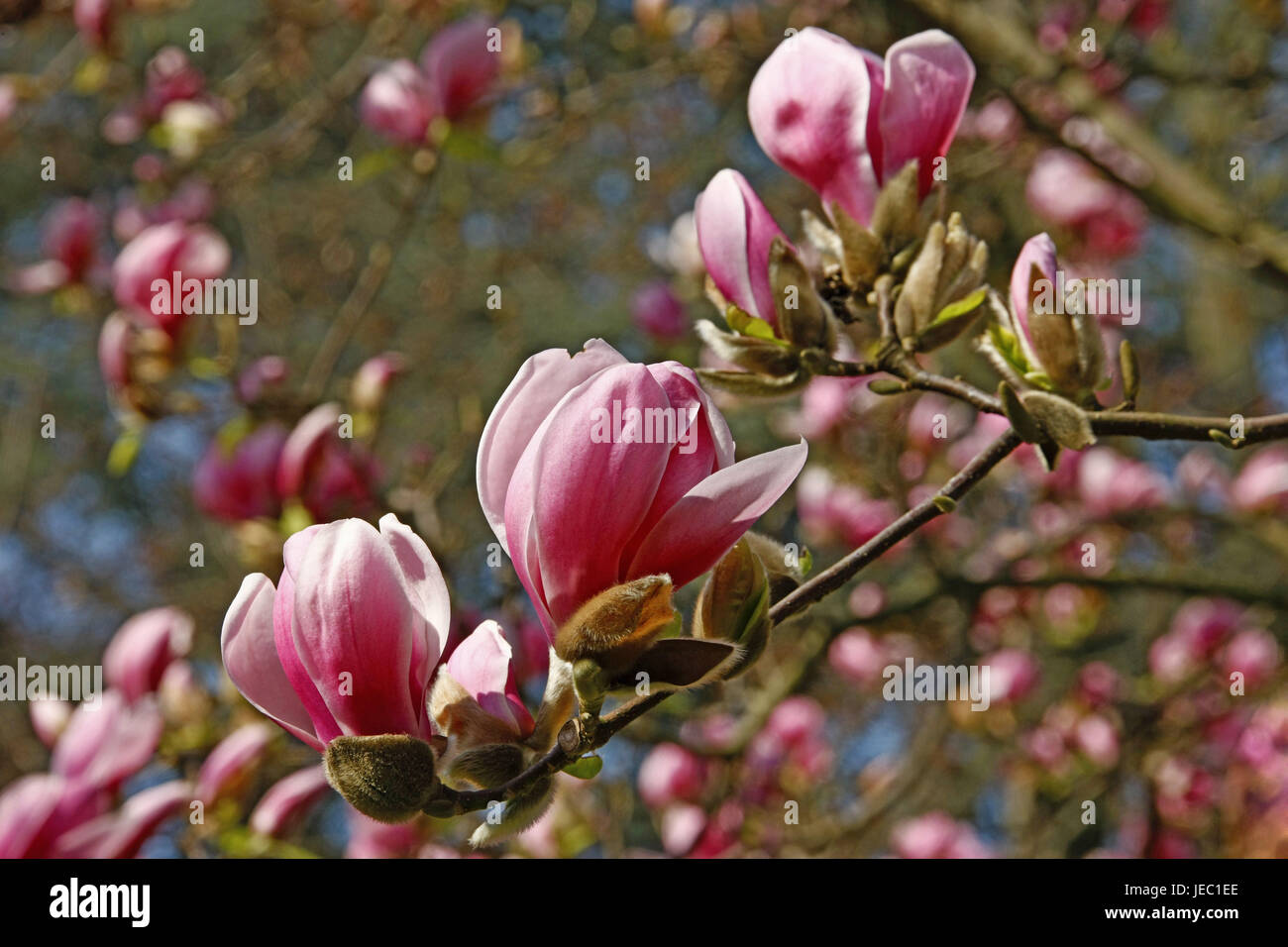 Magnolienblüten, rosa, Frühling, Blüte des Baumes, Stockfoto