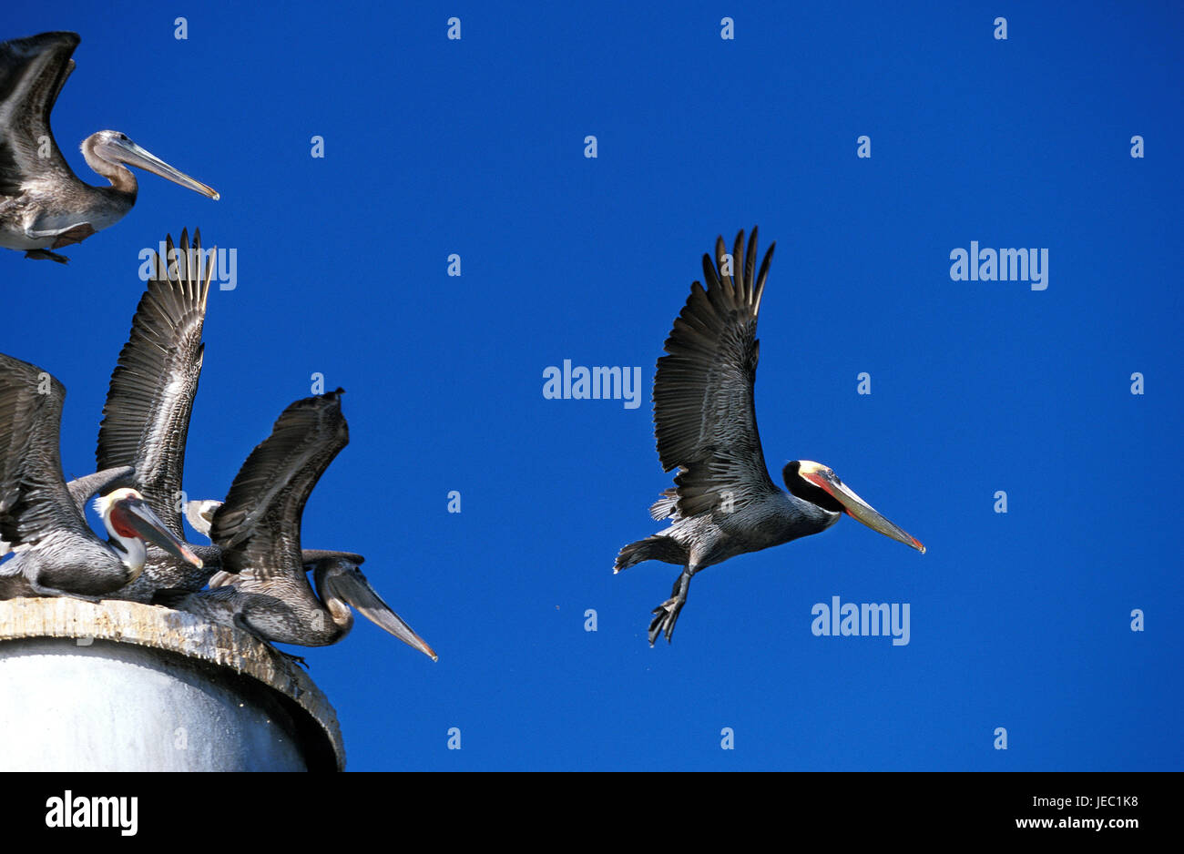 Braune Pelikane Pelecanus Occidentalis, fliegen, Stockfoto