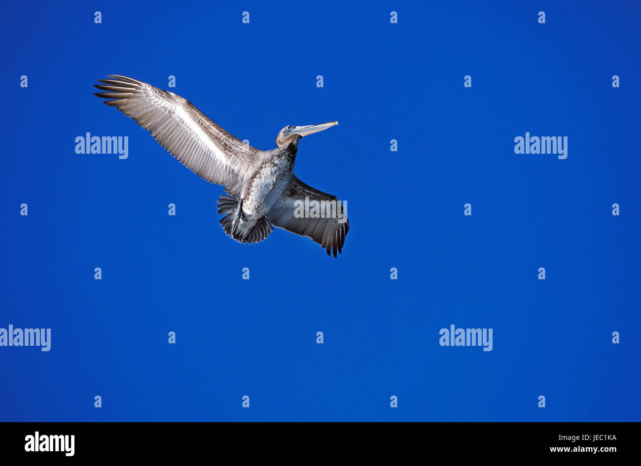 Braune Pelikan im Flug, Pelecanus occidentalis Stockfoto
