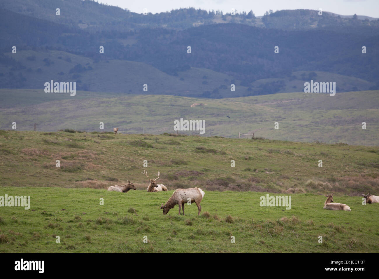 Point Reyes Elk durchsuchen in grünen Feldern Stockfoto