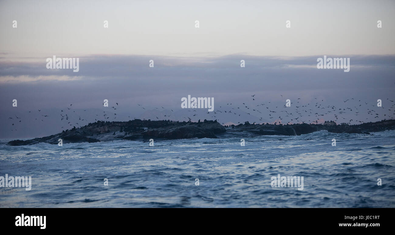 Südafrika, Vögel im Flug über der Wasseroberfläche, Stockfoto