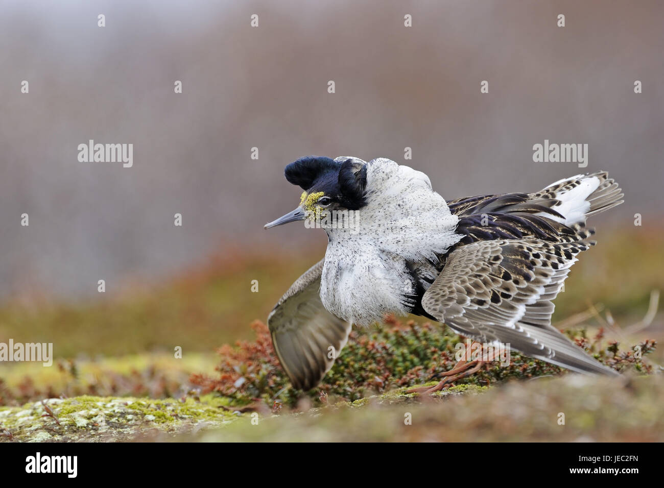 Kämpfen, Läufer, Ansatz, Balz Display Platz, Varanger-Halbinsel, Norwegen, Balz, Tier, wildes Tier, Vogel, Glanz Kleid, Männlein, Limikole, Schnepfenvogel, Arena Balz, mittlere Nahaufnahme, Geschlechtsdimorphismus, Schmuck Federn, Fly, Stockfoto