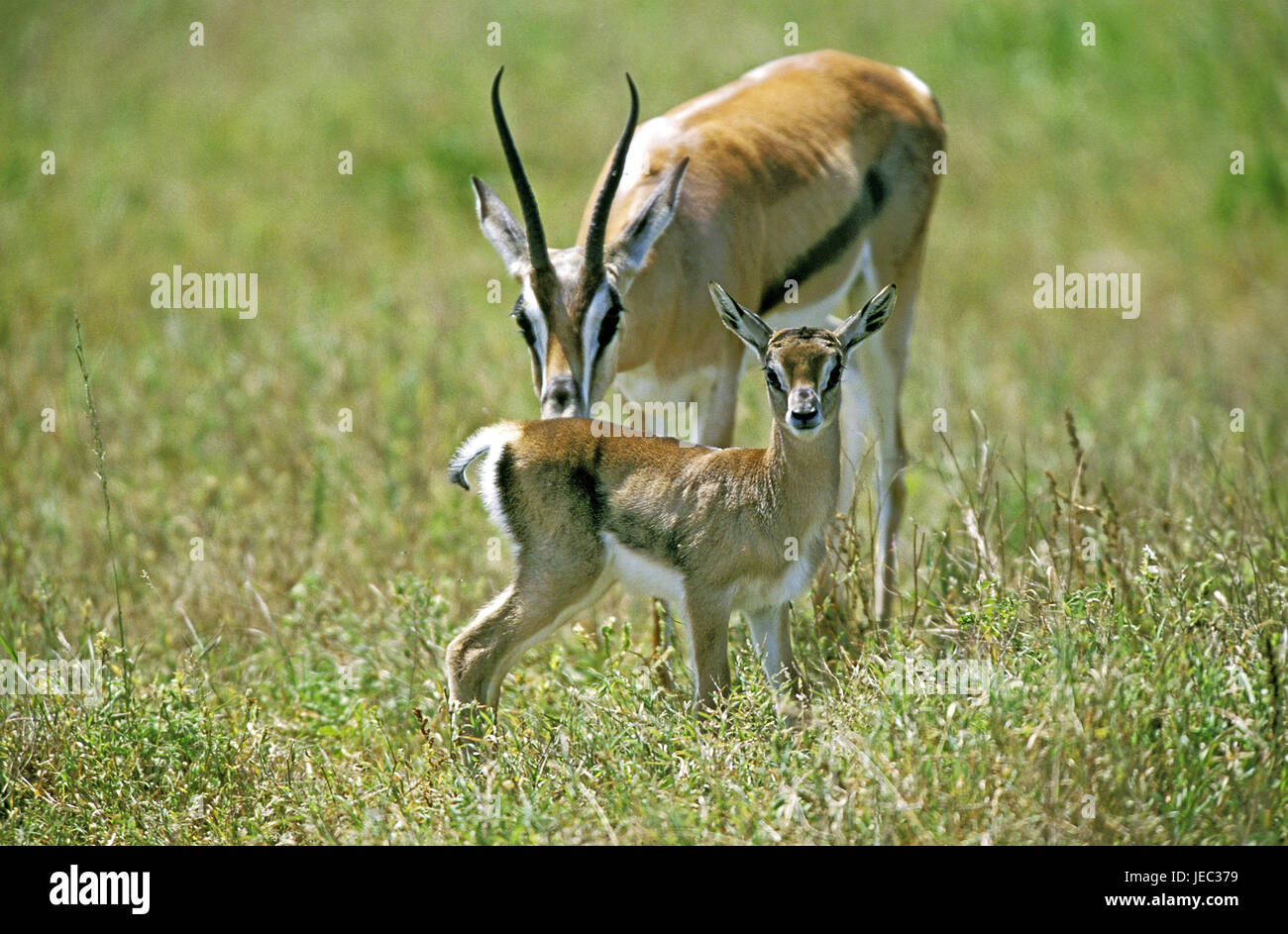 Thomson-Gazelle, Eudorcas Thomsoni, Mutter Tier mit Kitz, Masai Mara Park, Kenia, Stockfoto