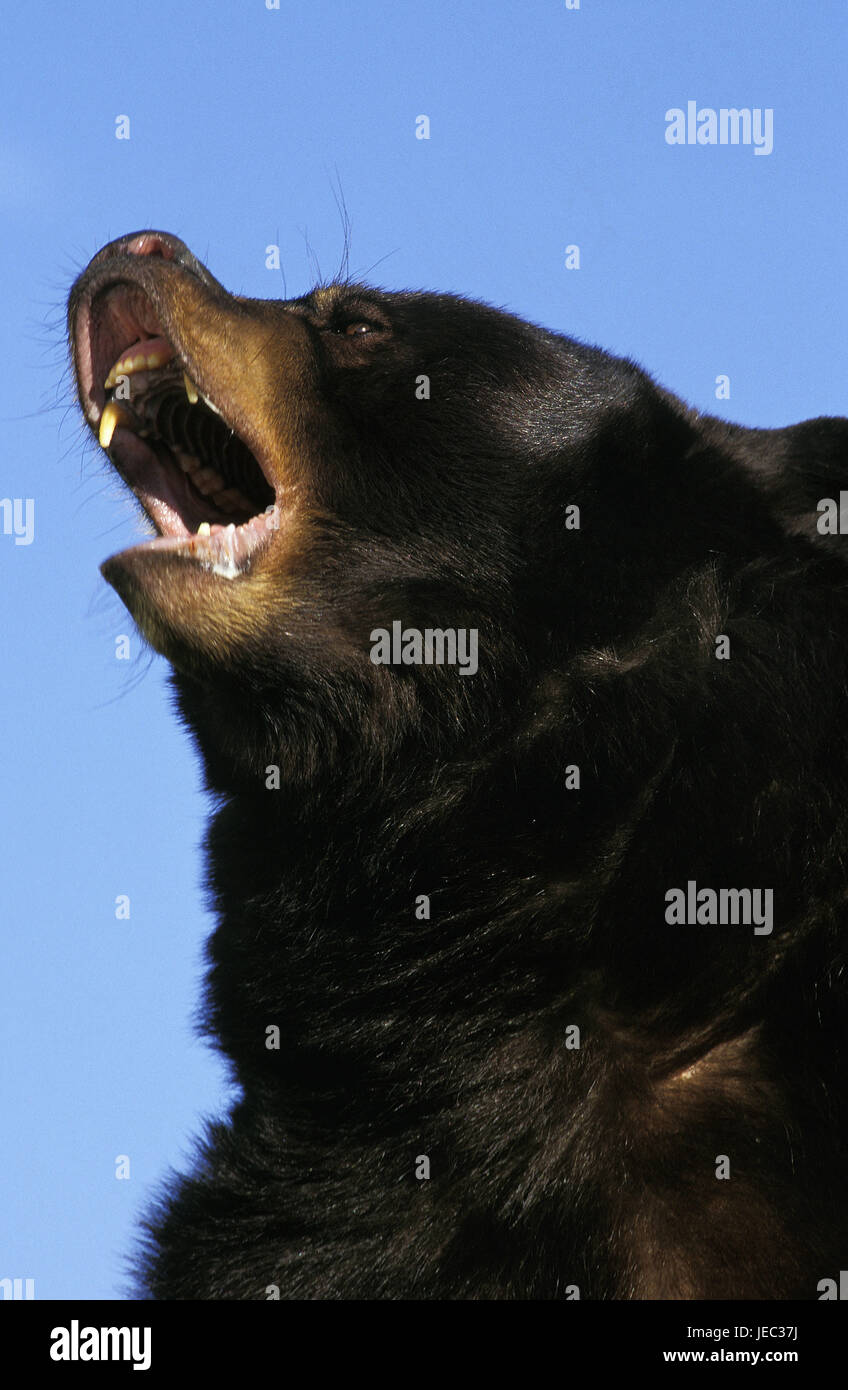 Amerikanischen Schwarzbären, Ursus Americanus, Kanada, Stockfoto