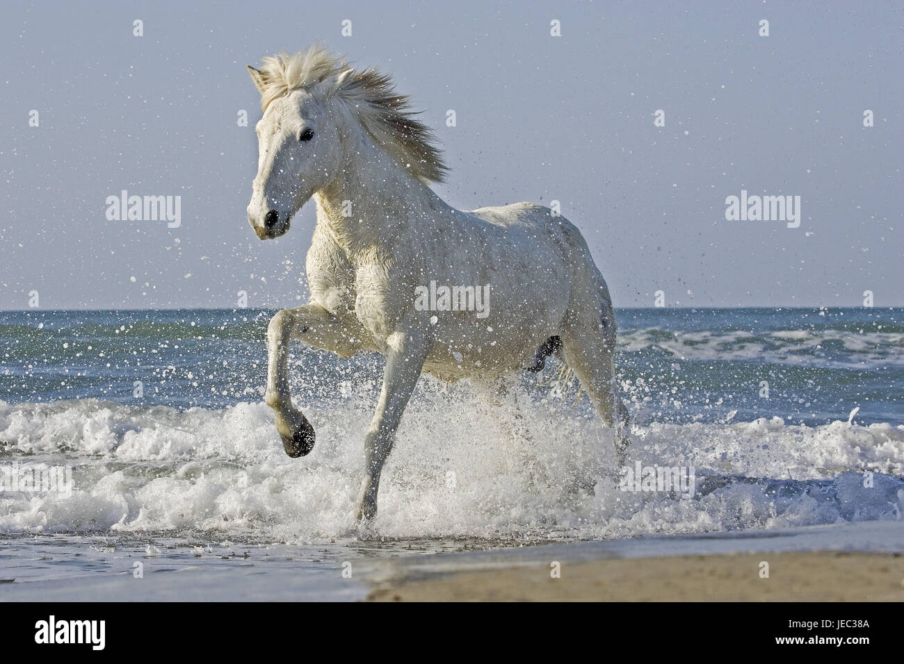 Camargue-Pferd auf dem Strand von Saintes Marie De La Mer, Südfrankreich, Stockfoto