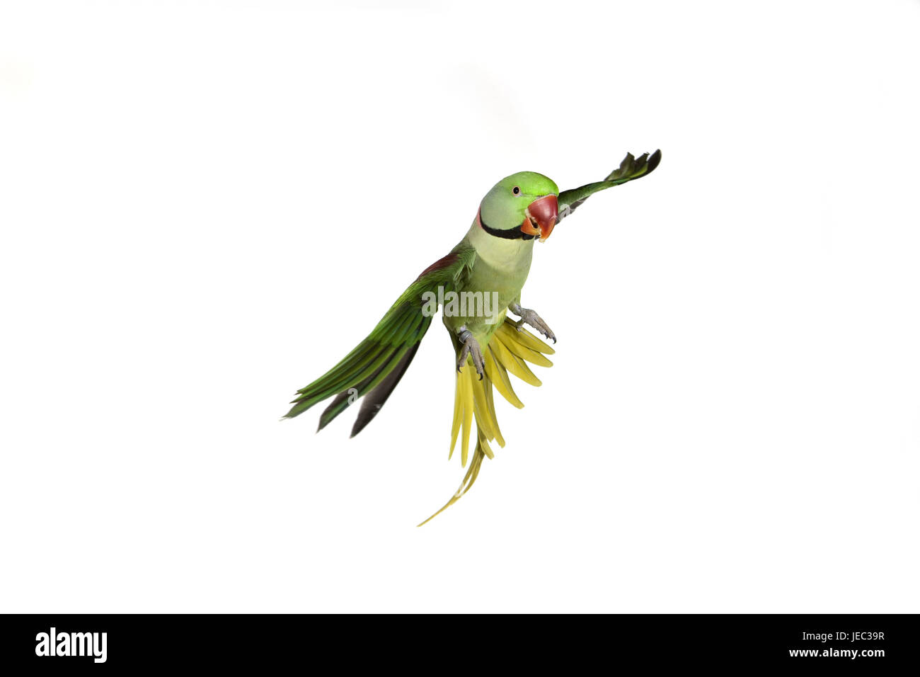 Alexanders Sittich, geflohen Eupatria im Flug, Stockfoto