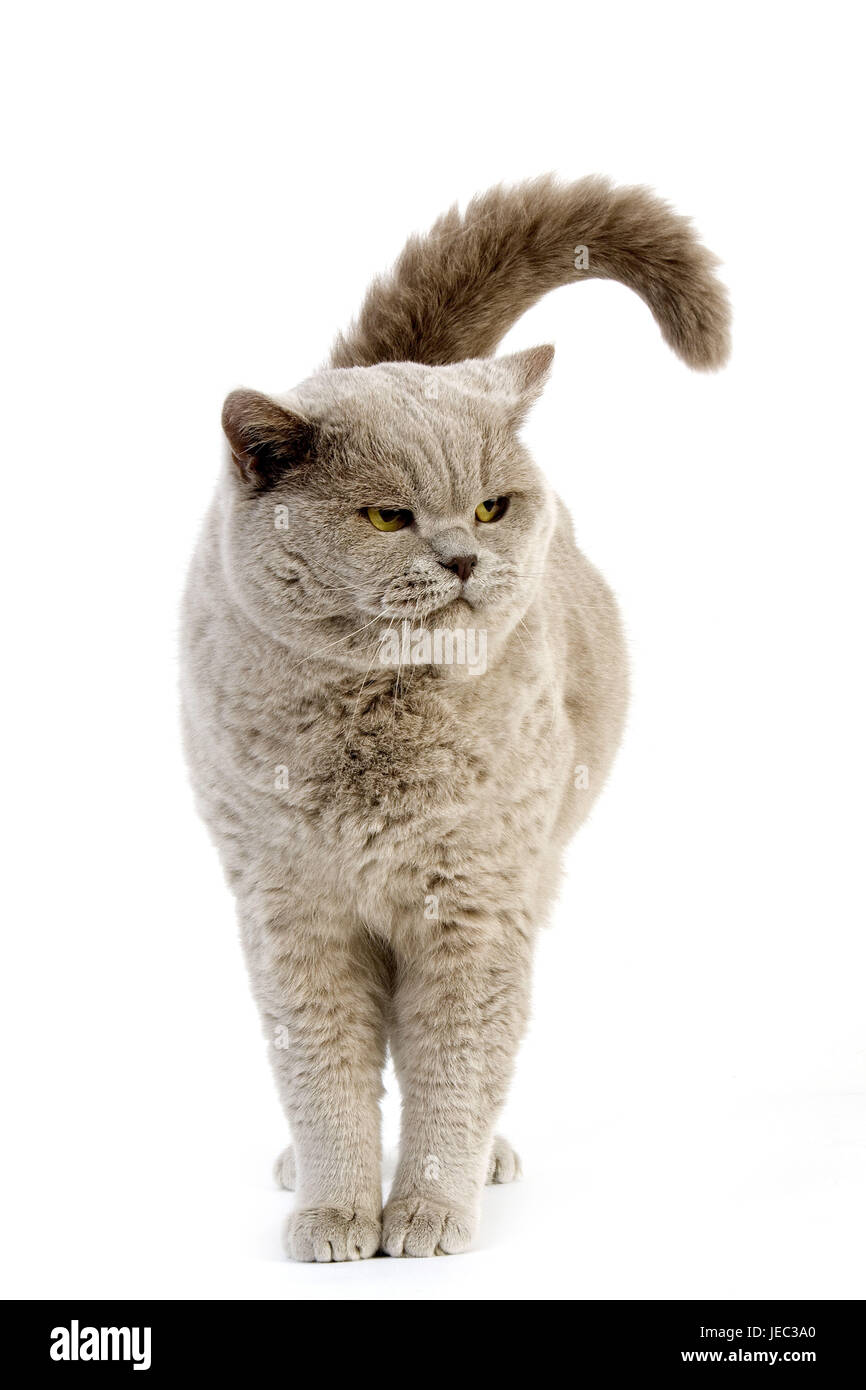 Britische Kurzhaar Katze "Flieder" Stockfoto