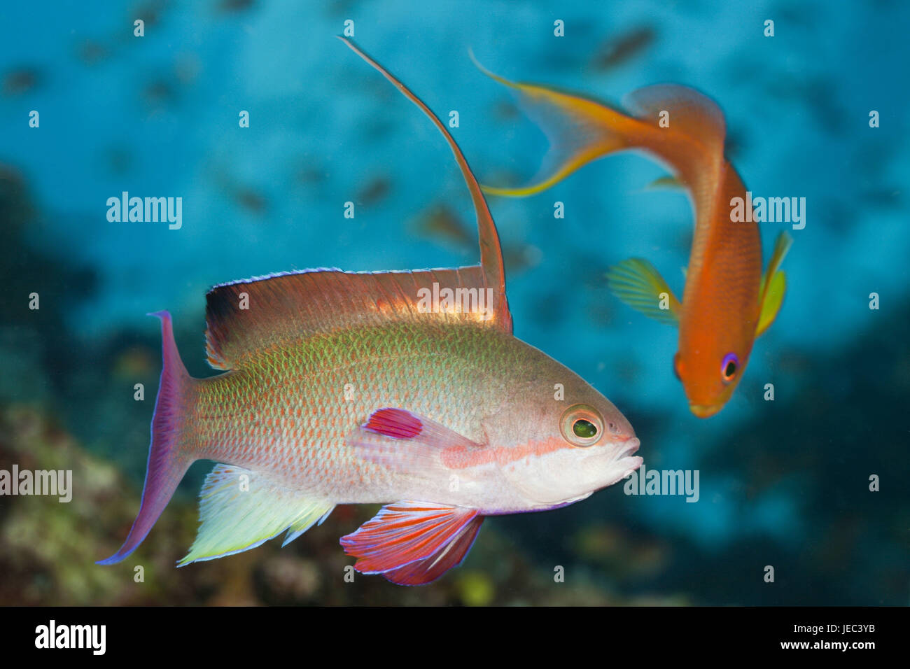 Juwelen-Flag Sitzstangen, Pseudanthias Squamipinnis, Namena marine Park, Fidschi, Stockfoto