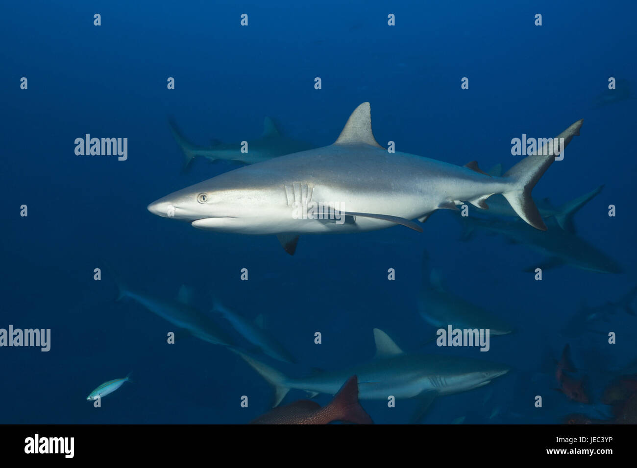 Graue Riffhaie, Carcharhinus Amblyrhynchos, Nagali, Fidschi, Stockfoto