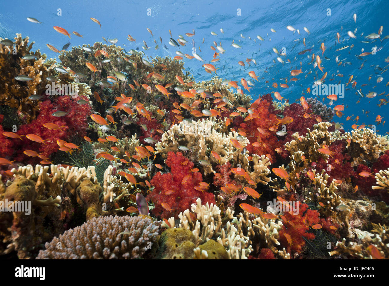 Korallenriff mit Flagge Sitzstangen, Pseudanthias Squamipinnis, Region, Lomaiviti, Fidschi, Stockfoto