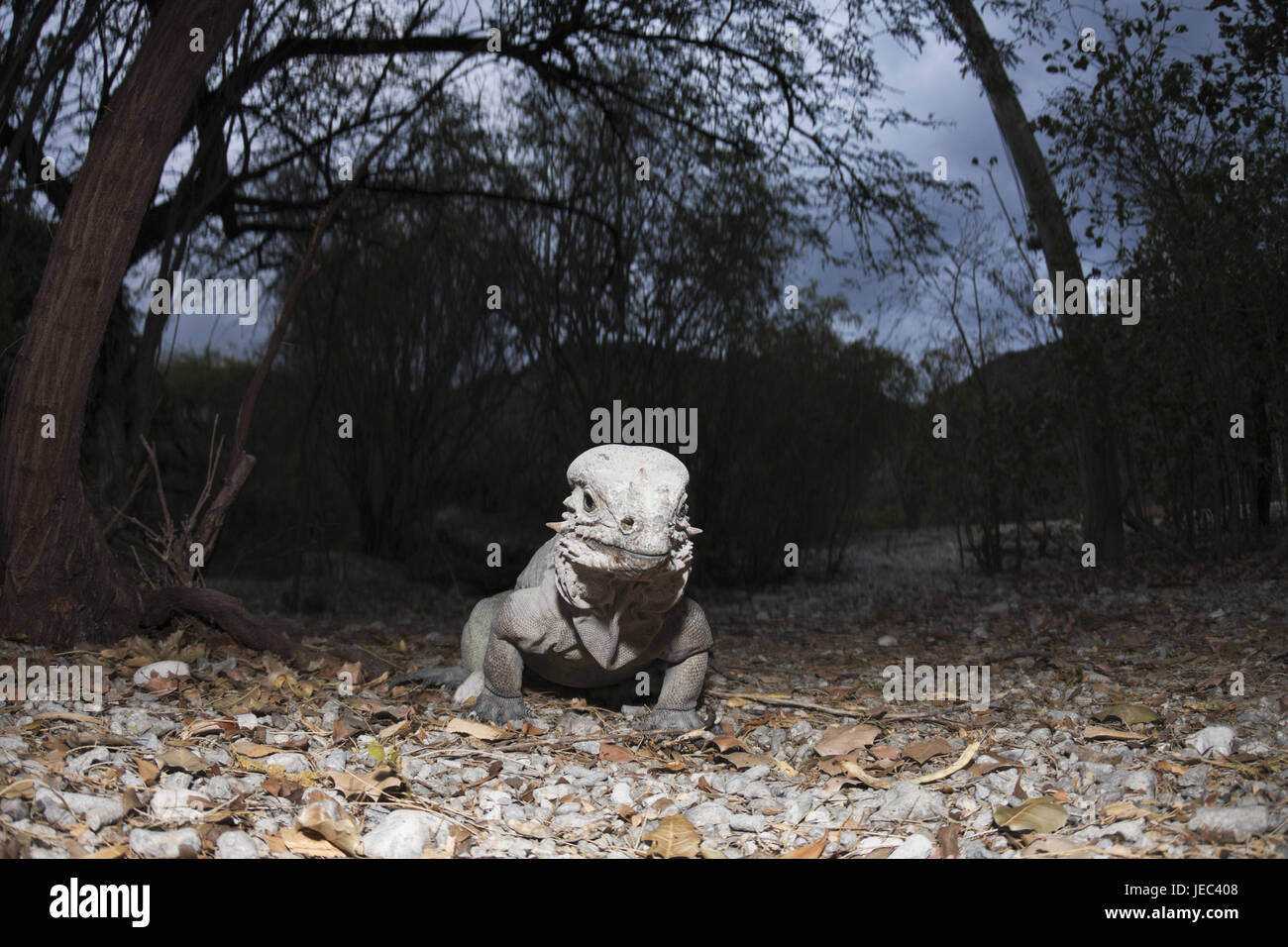 Nashornleguan Cyclura Cornuta, Nationalpark Isla Cabritos, Lago Enriquillo, der Dominikanischen Republik, Stockfoto