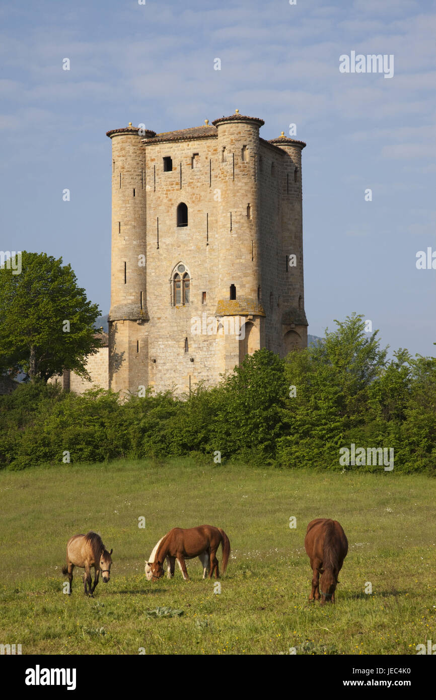 Frankreich, Languedoc-Roussillon, Aude, Schloss d'Arques, Wiese, Pferde, Stockfoto