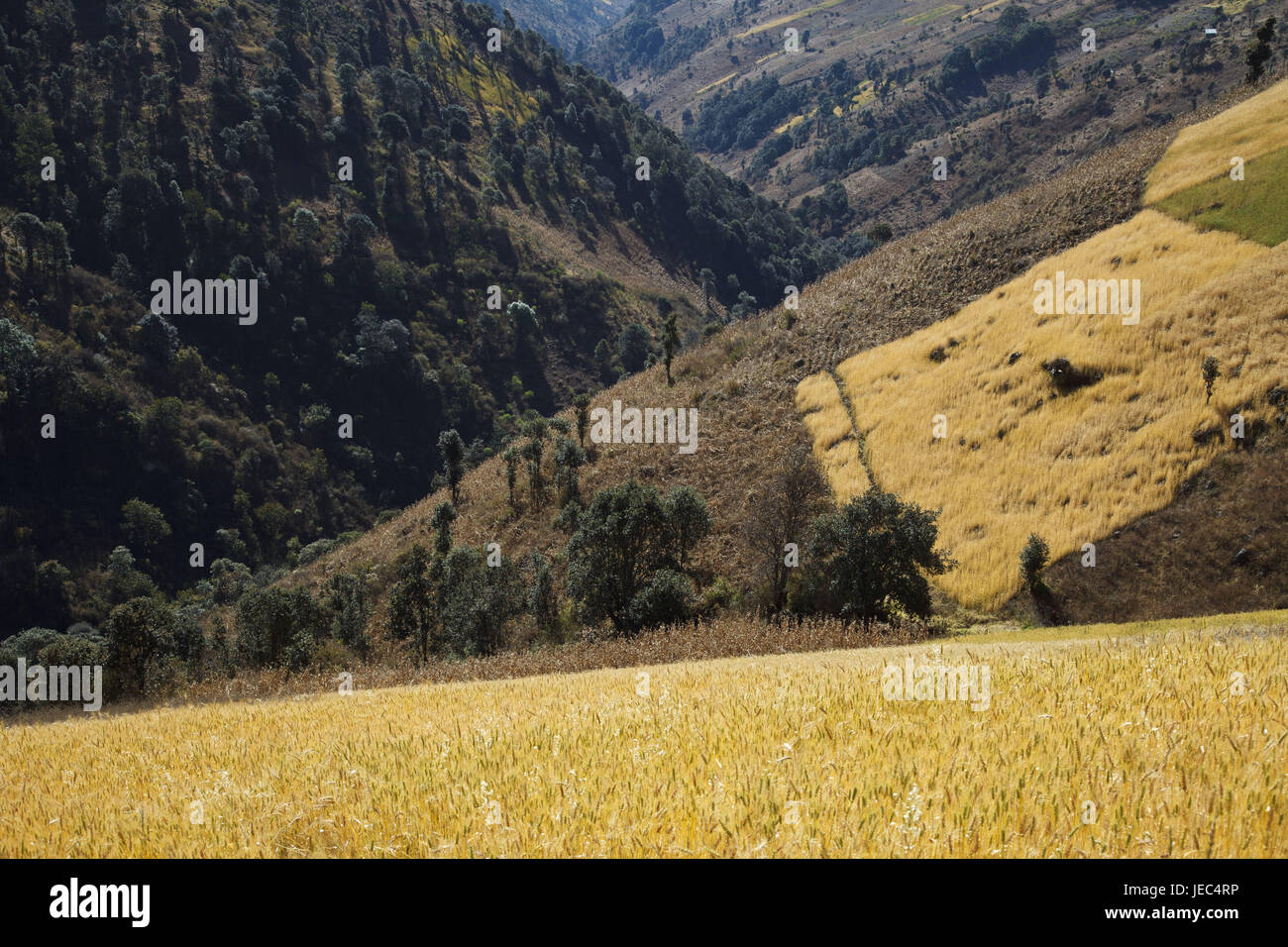Guatemala, Cuchumatanes Berge, Getreidefeldern, Stockfoto