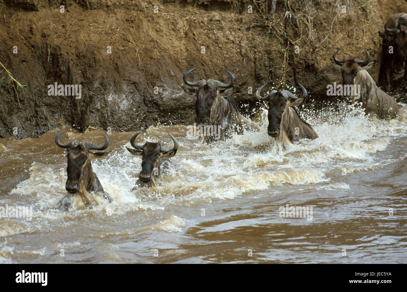 Film Gnu, Connochaetes Taurinus, konzentriert sich während der Wanderung, Masai Mara Park, Kenia, Stockfoto