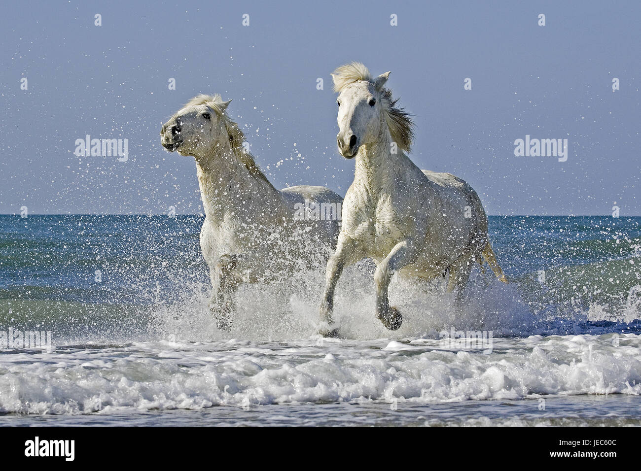 Camargue-Pferde am Strand von Saintes Marie De La Mer, Südfrankreich, Stockfoto