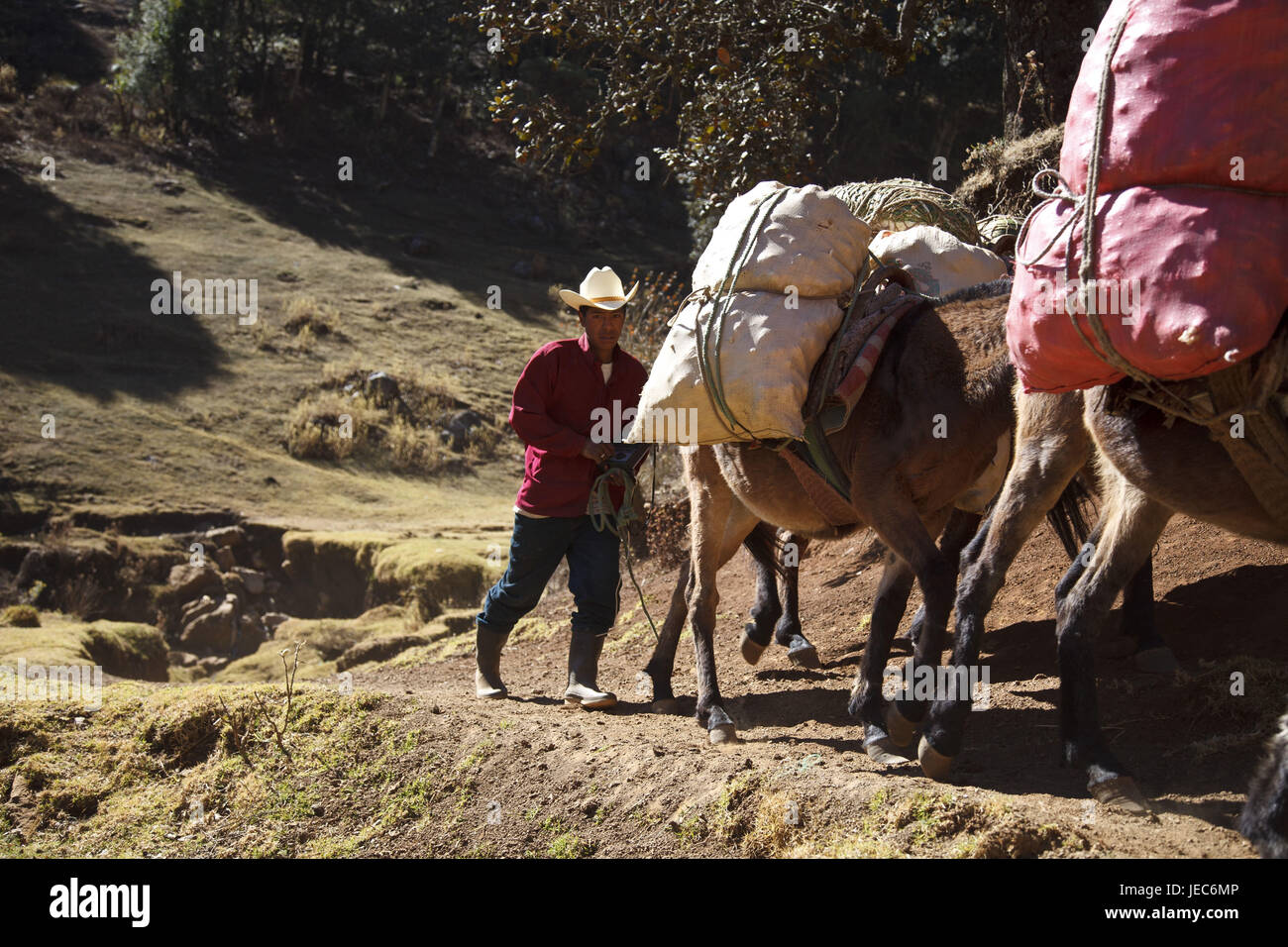 Guatemala, Cuchumatanes Berge, Mann, Maya, Pferde, Transport, kein Model-Release Stockfoto