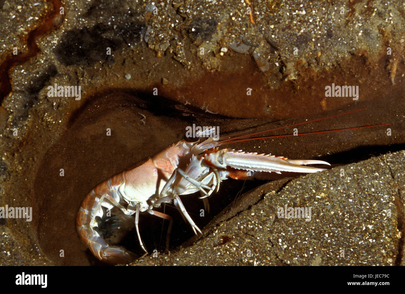 Imperial Granat, Nephrops Norvegicus, Stockfoto