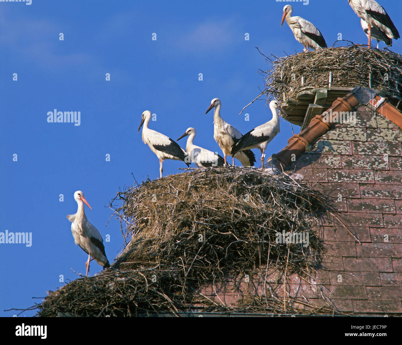 Weissstörche Ciconia Ciconia, ausgewachsene Tiere in Nestern, Stockfoto