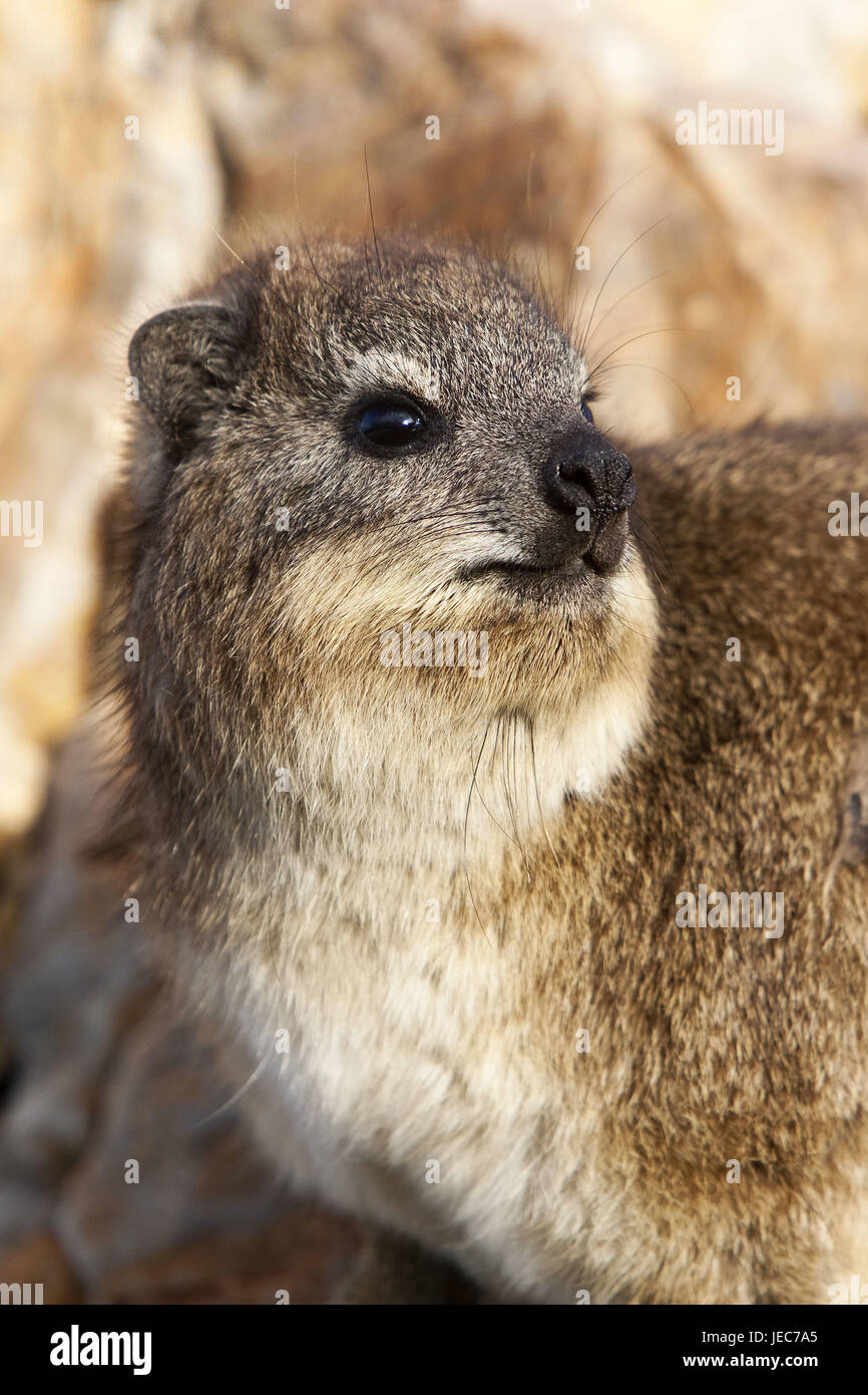 Der Clip Dach, Procavia Capensis, Hermanus in Südafrika, Stockfoto