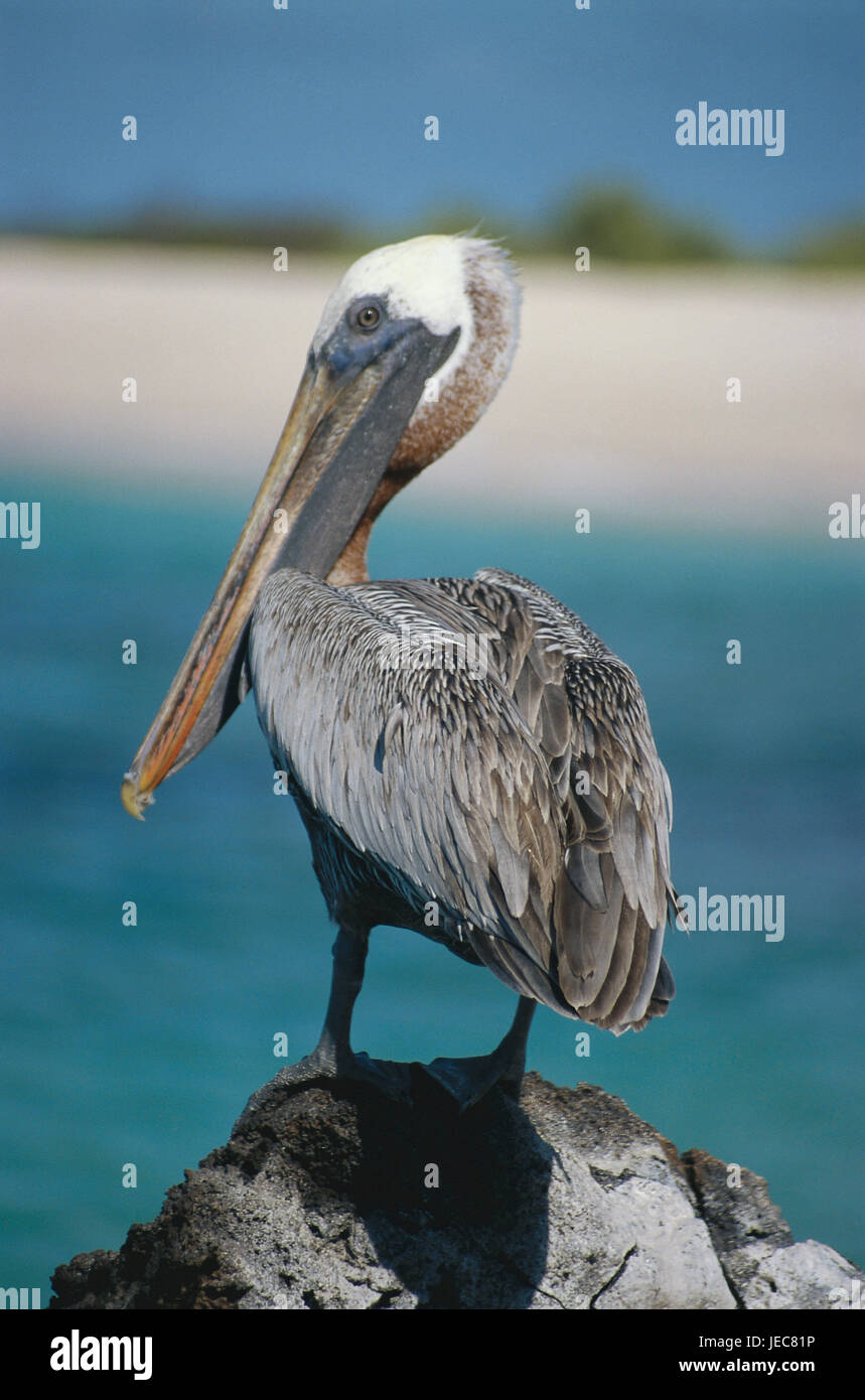 Die Galapagos-Inseln, Insel Darwin, Strand, Felsen, braune Pelikan, Pelecanus Occidentalis, den Pazifik Insel Gruppe, Ecuador, Island, Stein, Tier, Vogel, Pelecaniformes, braune Pelikan, Tierwelt, Stockfoto