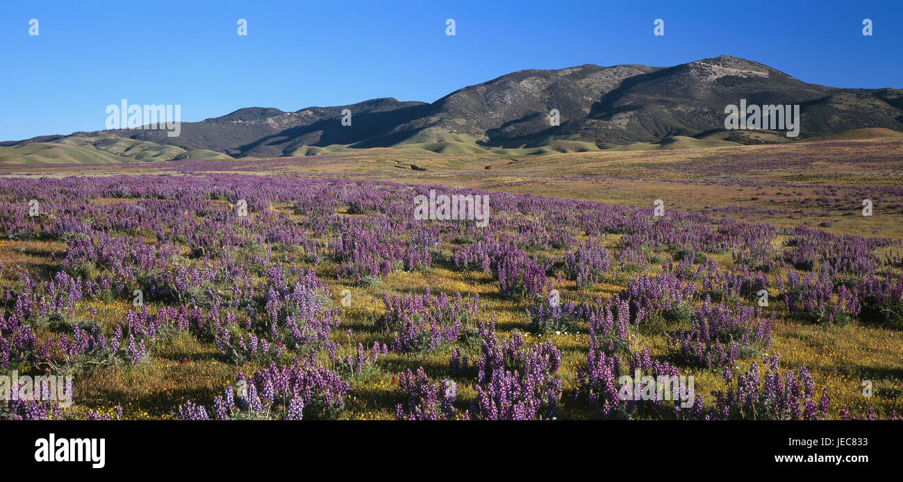 USA, California, Mojavewüste, Berge, Wiesen, Lupinen, Nordamerika, Lancaster, Berglandschaft, menschenleer, Natur, Vegetation, Blumenwiese, Blumen, Blüte, Zeit der Blüte, Pflanzen, Schauspiel der Natur, Breite, Abstand, Abgeschiedenheit, Ruhe, Idylle, Freiheit, Harmonie, Stockfoto