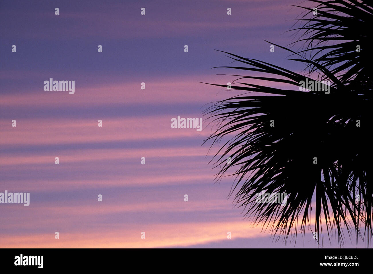 Palm Dawn, Joh Ding Darling National Wildlife Refuge, Florida Stockfoto