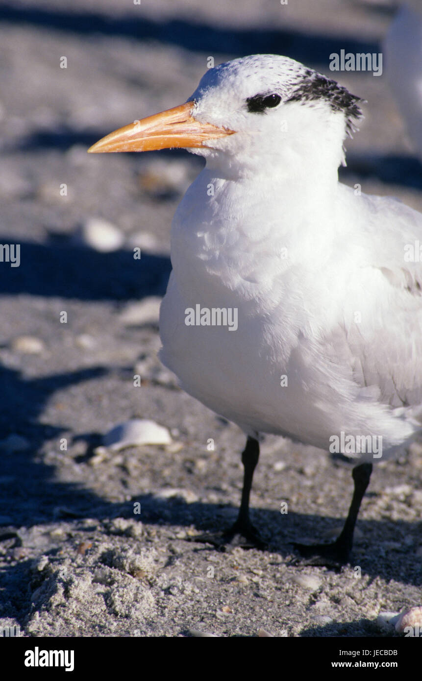 Tern, Bowmans Beach Park, Florida Stockfoto