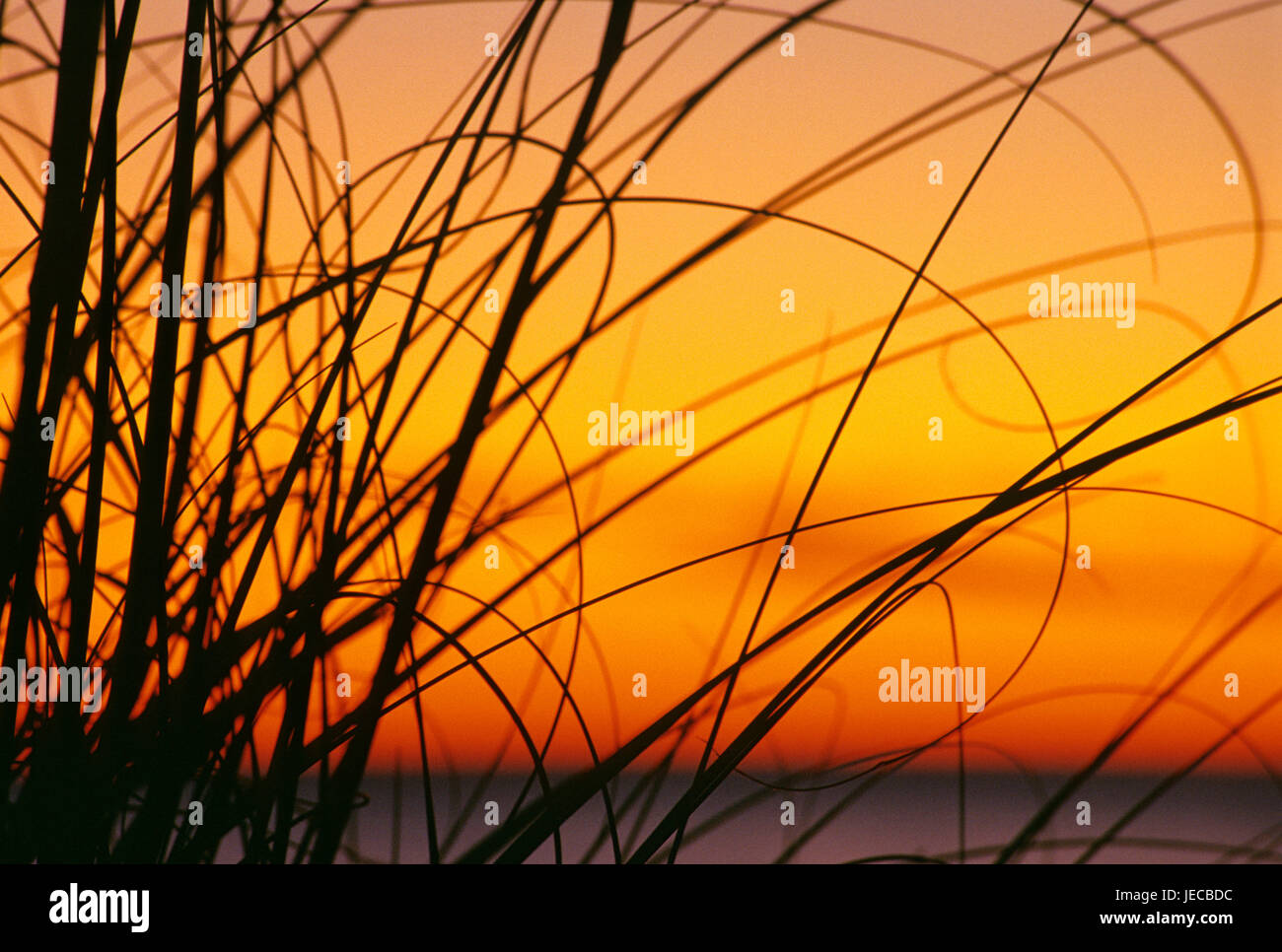 Strandhafer Sonnenuntergang, Bowmans Beach Park, Florida Stockfoto