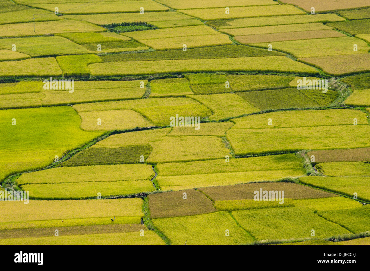 Kreative Muster und Texturen der Reisfelder in Himalaya-region Stockfoto