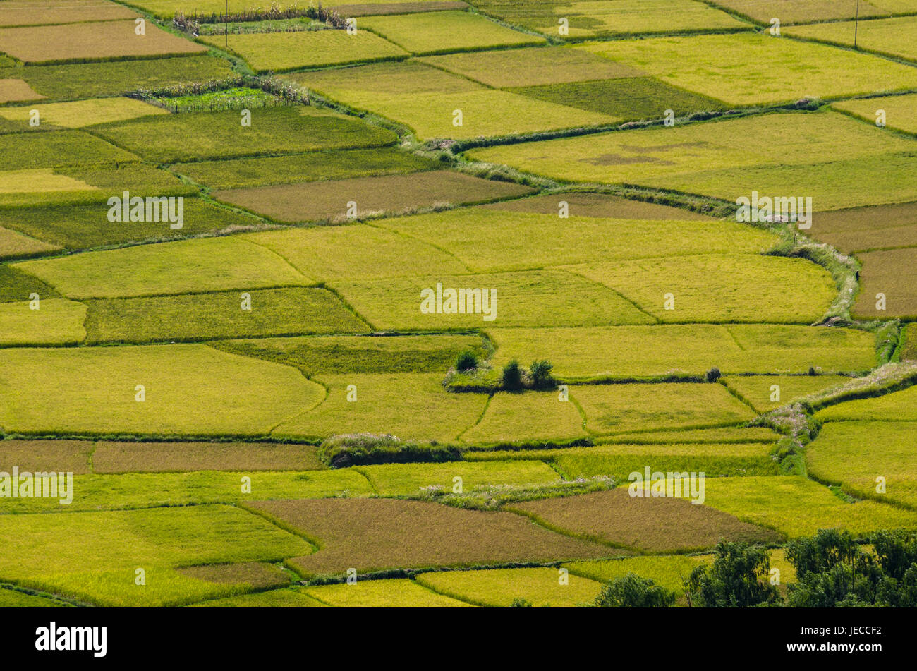 Kreative Muster und Texturen der Reisfelder in Himalaya-region Stockfoto