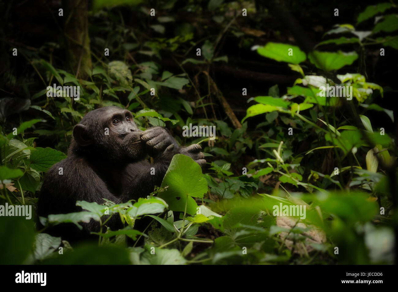 Wilde gemeinsame Schimpanse allein im afrikanischen Wald mit menschenähnlichen Ausdruck auf seinem Gesicht sitzen. Stockfoto