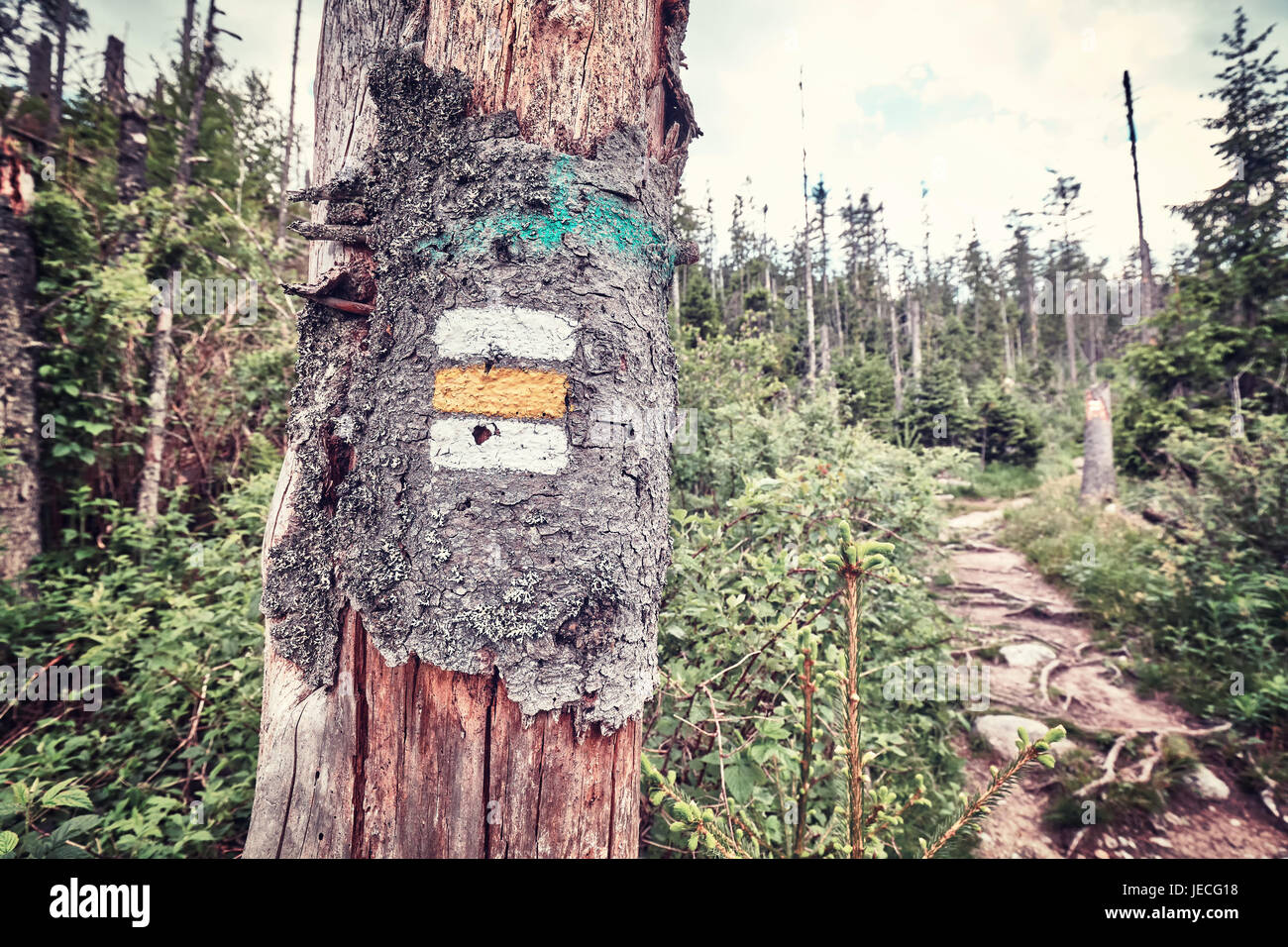 Wandern Wanderweg Markierung gemalt auf Baum, Farbe toning angewandte, hohen Tatra, Slowakei. Stockfoto
