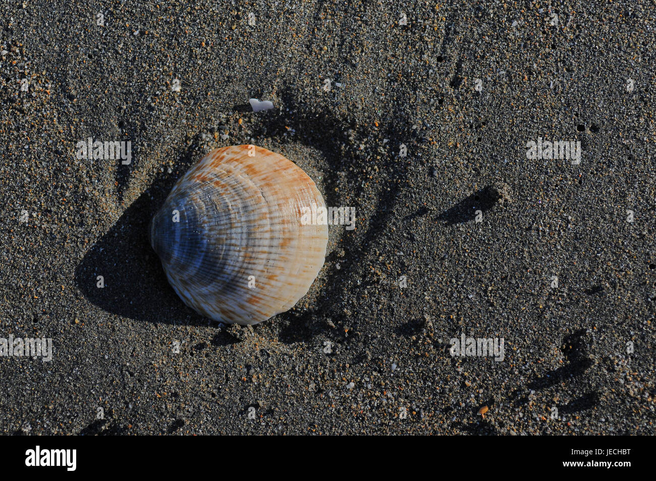 dunklen Sand Strand und Meer shell Stockfoto