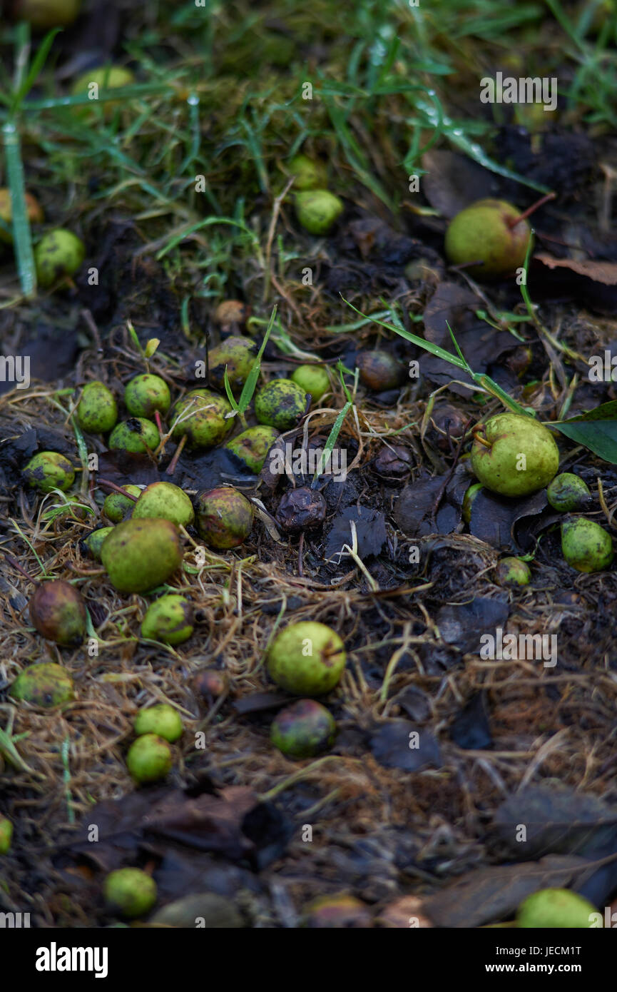 Äpfel am Boden Stockfoto