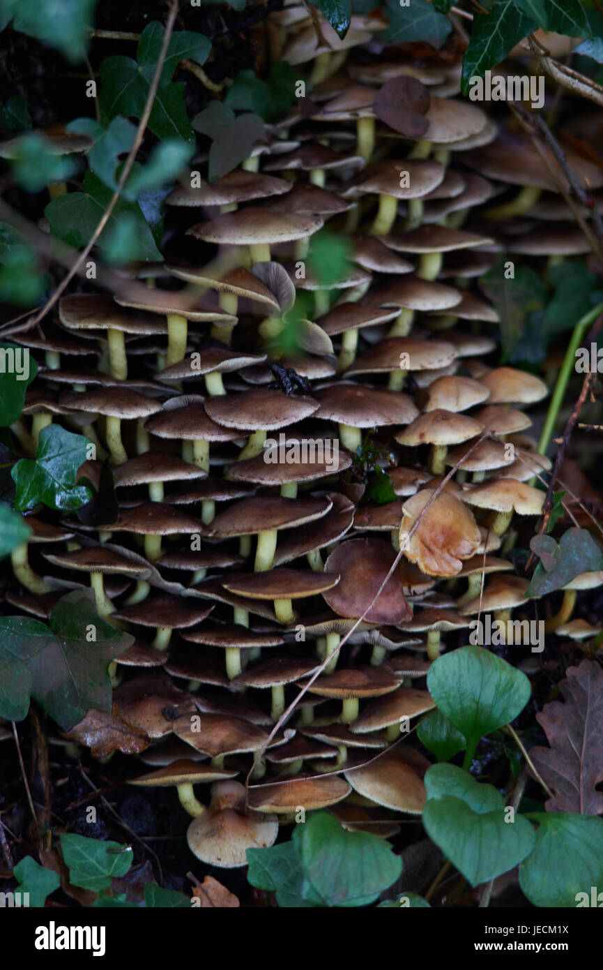 samt Schaft Pilze Stockfoto